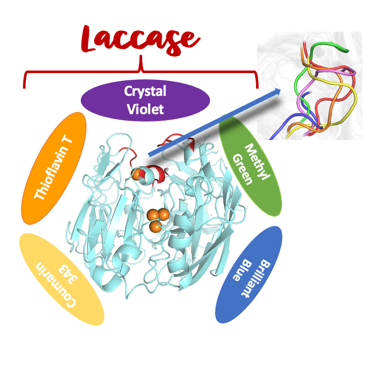 enzyme Laccase